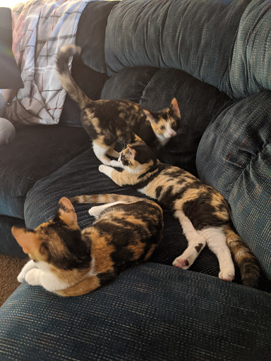 Animal Shelter «Humane Society of Ocean City», reviews and photos, 1 Shelter Rd, Ocean City, NJ 08226, USA