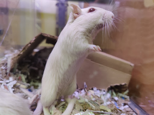 Pet Store «Animal Ark», reviews and photos, 175 S 500 E St, American Fork, UT 84003, USA