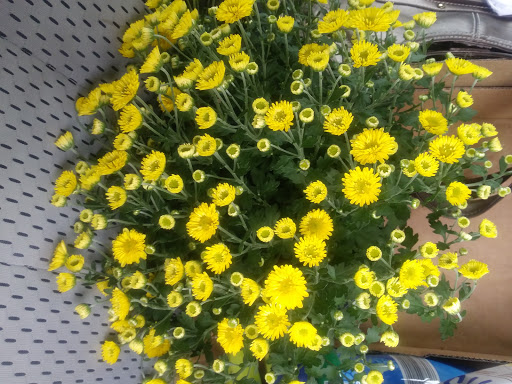 Supermarket «ALDI», reviews and photos, 1200 Southfield Rd, Lincoln Park, MI 48146, USA