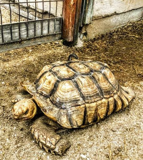 Non-Profit Organization «Big Cat Habitat & Gulf Coast Sanctuary», reviews and photos, 7101 Palmer Blvd, Sarasota, FL 34240, USA