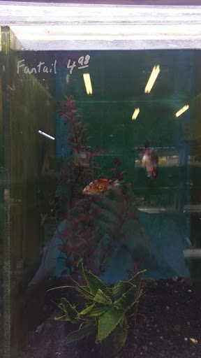 Tropical Fish Store «The Fish Store», reviews and photos, 12320 Lake City Way NE, Seattle, WA 98125, USA