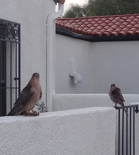 Explore tattoo ideas cheap, creative tattoo ideas in Tucson, available at Sacred Art Tattoo Studio