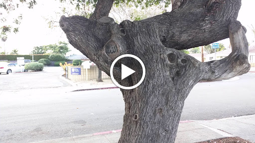 Non-Profit Organization «Alliance for African Assistance», reviews and photos