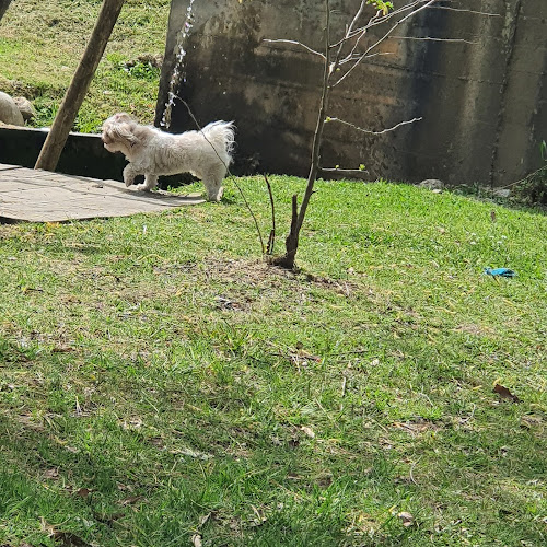 Parque dos Pinheiros Mansos - Oliveira do Bairro - Campo de futebol