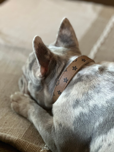 MAN OF STEELS PETROPOLIS