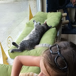 Photo n°1 de l'avis de Fabio.a fait le 19/09/2019 à 20:19 sur le  Gatto In Tazza - Cat Cafè (Iglesias) à Iglesias