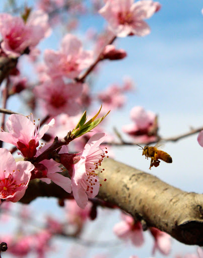 Farm «Jaemor Farms», reviews and photos, 5340 Cornelia Hwy, Alto, GA 30510, USA