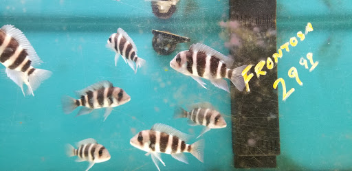 Aquarium «Beltway Aquarium», reviews and photos, 3306 Crain Hwy, Waldorf, MD 20603, USA