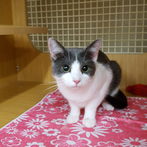 Pet Supply Store «Petco Animal Supplies», reviews and photos, 1215-1309 NJ-33 #1, Hamilton Township, NJ 08690, USA