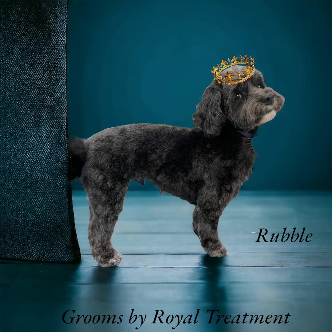 Royal Treatment: Pet Manor & Grooming Spa