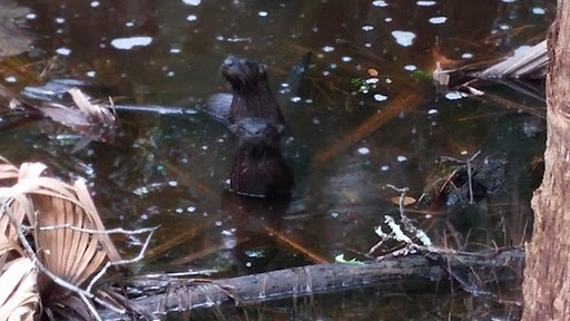 Tourist Attraction «Black Bear Wilderness Trailhead», reviews and photos, 5298 Michigan Ave, Sanford, FL 32771, USA