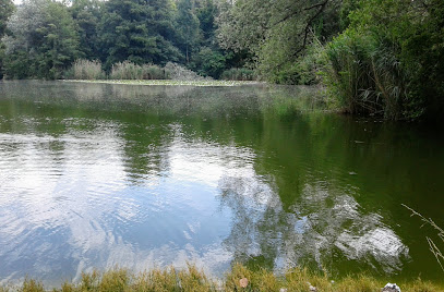 Teich in der grün 80ig