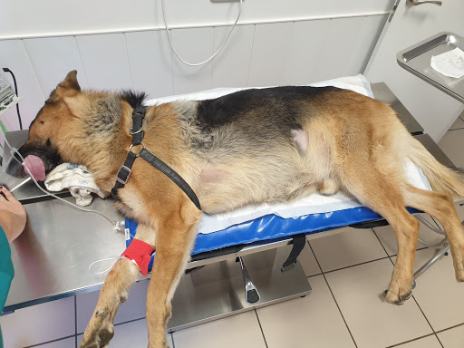 Centro Medico Veterinario San Lorenzo en Segovia