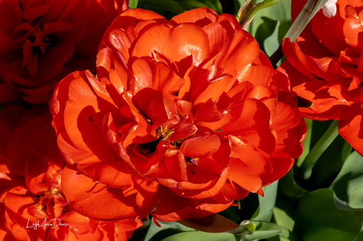 Winery «Lanthier Winery», reviews and photos, 123 Mill St, Madison, IN 47250, USA