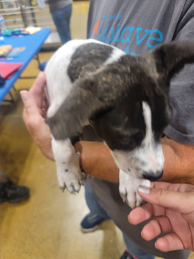 Pet Supply Store «PetSmart», reviews and photos, 3260 Stockton Hill Rd, Kingman, AZ 86409, USA