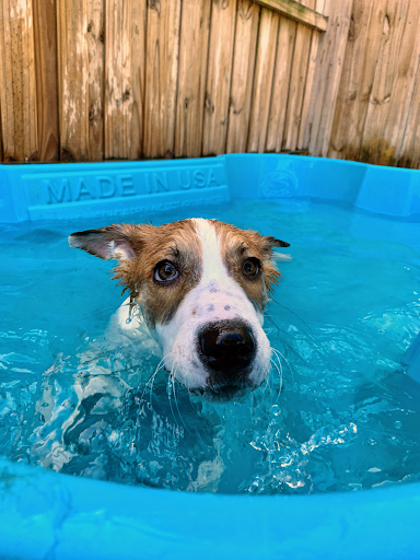 Pet Store «Bark Life Market», reviews and photos, 11220 Park Blvd N, Seminole, FL 33772, USA