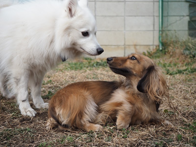 犬のしつけ専門ぽぽハウス