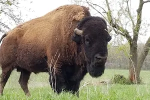 Native Hoofed Animal Enclosure image