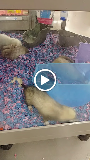 Pet Supply Store «Petco Animal Supplies», reviews and photos, 5006 NY-23 #1b, Oneonta, NY 13820, USA