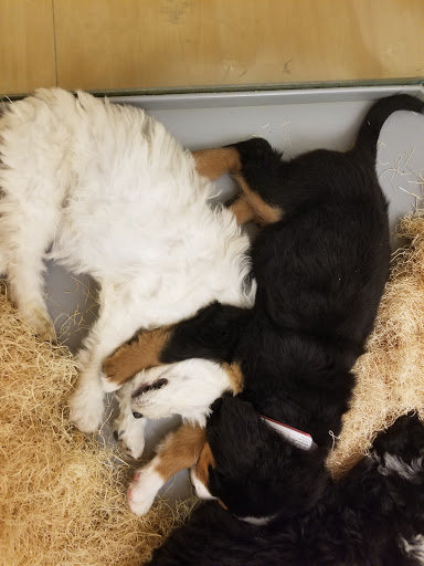 Pet Store «Perfect Pets», reviews and photos, 6840 S University Blvd #410, Centennial, CO 80122, USA