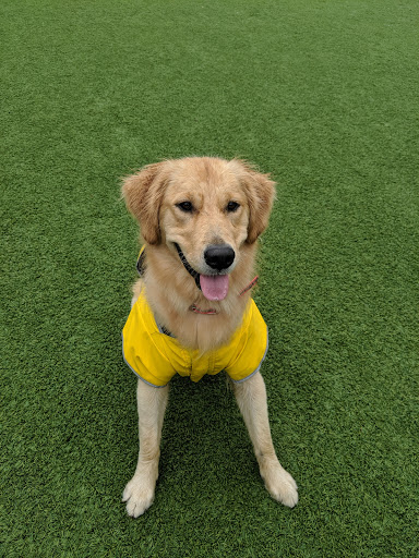 Green Street Dog Park