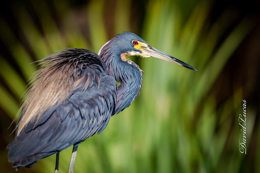 Nature Preserve «Palm Island Park», reviews and photos, 411 S Tremain St, Mt Dora, FL 32757, USA