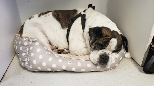 Animal Shelter «SPCA of Brazoria County», reviews and photos