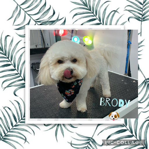 Pet Store «DipidyDawg Gourmet Dog Bakery & Boutique», reviews and photos, 21301 S Tamiami Trail Suite 430, Estero, FL 33928, USA