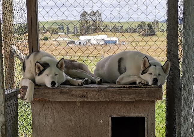 Timberline Racing Siberian Huskies - Museum