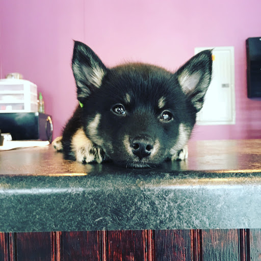 Pet Groomer «ÅSKA Pet Spa & Boutique», reviews and photos, 197 E 7th St, St Paul, MN 55101, USA