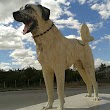 Kangal