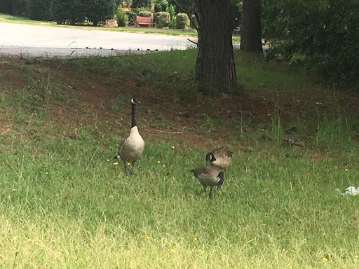 Golf Course «Georgia National Country Club», reviews and photos, 1715 Lake Dow Rd, McDonough, GA 30252, USA