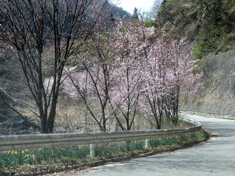 桜並木花壇
