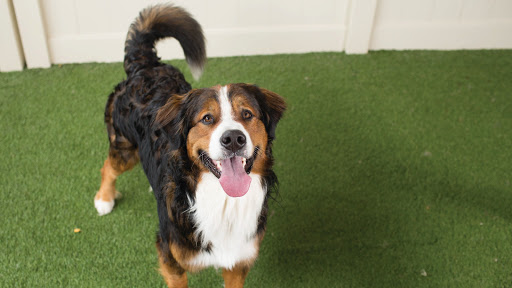 Canine day care Pittsburgh