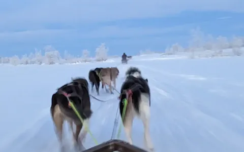 Kiruna Sleddog Tours image