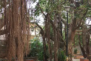 Banyan tree park image