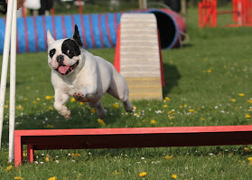 Taastrup Agility Klub - TAK