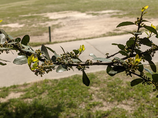 Golf Course «BlackHorse Golf Club», reviews and photos, 12205 Fry Rd, Cypress, TX 77433, USA