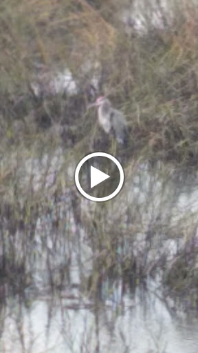 Park «Sanford D. Cox, Sr. Community Park», reviews and photos, 470 Elizabeth Dr, Murrells Inlet, SC 29576, USA