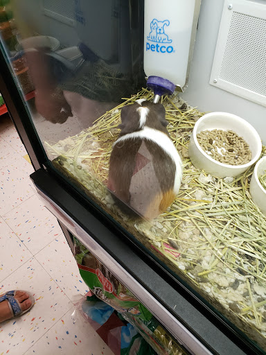 Pet Supply Store «Petco Animal Supplies», reviews and photos, 304 Western Ave, Brighton, MA 02135, USA