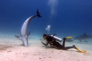 Mix divers - diving center image