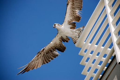 Private Golf Course «Pasadena Yacht & Country Club», reviews and photos, 6300 Pasadena Point Blvd S, Gulfport, FL 33707, USA