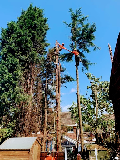 Tree felling Rotherham