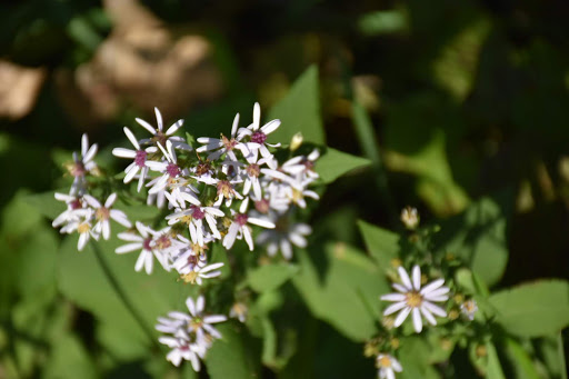 Nature Preserve «Pulaski Woods East», reviews and photos, 9600 Wolf Rd, Willow Springs, IL 60480, USA