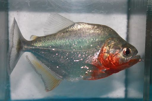 Pet Store «Aquarium Paradise», reviews and photos, 234 Washington Ave, Belleville, NJ 07109, USA