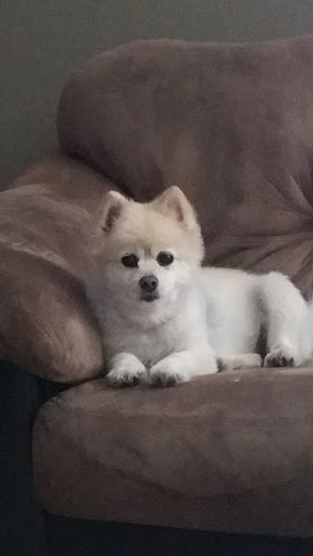 Pet Supply Store «Pet Supplies Plus», reviews and photos, 1150 N Court St #2A, Medina, OH 44256, USA