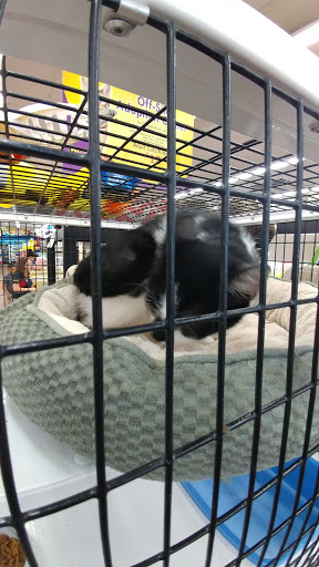 Pet Store «Pet Supermarket, Inc.», reviews and photos, 2446 N University Dr, Coral Springs, FL 33065, USA