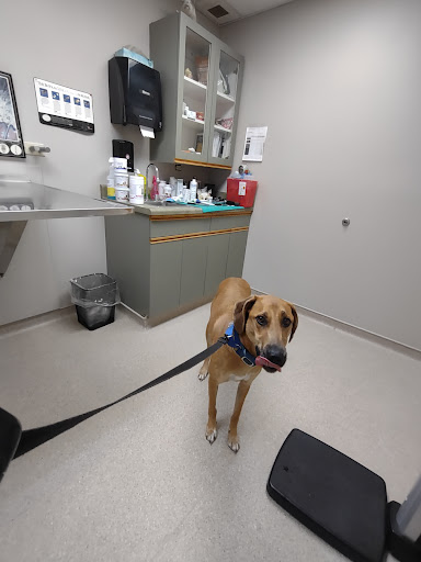 Mount Anthony Veterinary Hospital image