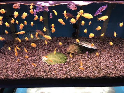 Tropical Fish Store «About Fish Inc», reviews and photos, 7236 N Federal Blvd # 700, Westminster, CO 80030, USA