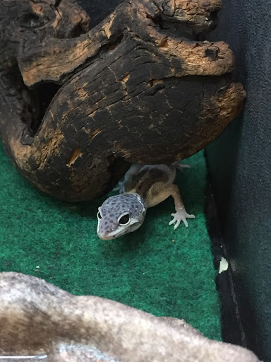 Pet Supply Store «PetSmart», reviews and photos, 5214 Blanche Moore Dr, Corpus Christi, TX 78411, USA